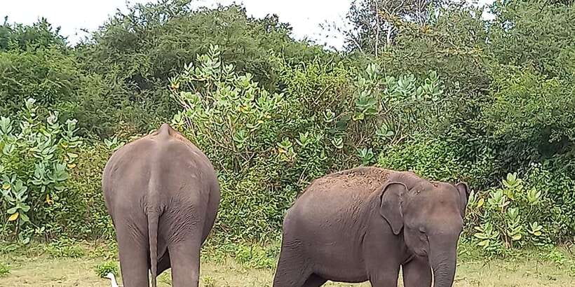 From Ella: Udawalawe National Park Safari Tour - The drive out from Ella