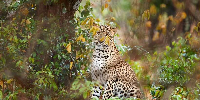 From Ella: Yala National Park Jeep Safari Tour - Key points to know before booking
