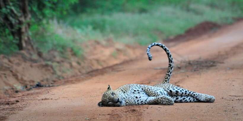 From Ella: Yala National Park Jeep Safari Tour - Should you book it?