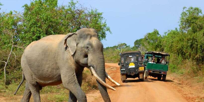 From Ella: Yala National Park Jeep Safari Tour - The long road from Ella to Yala