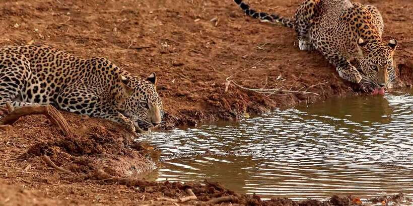 From Ella: Yala National Park Jeep Safari Tour - Four hours in the safari jeep