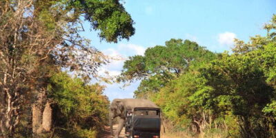 Yala National Park Jeep Safari Tour