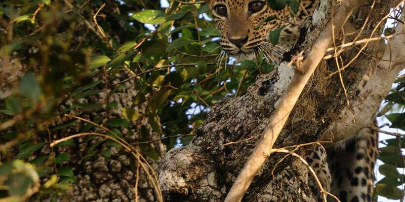 From Ella: Yala National Park Jeep Safari Tour - Elephants, leopards, and the wider animal list