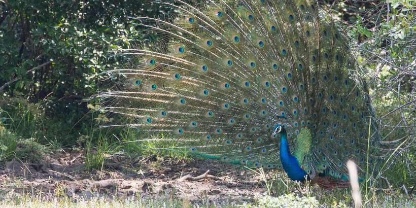 From Ella: Yala National Park Jeep Safari Tour - Why the guide and driver matter