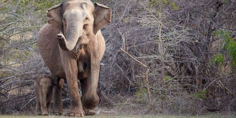 From Ella: Yala National Park Jeep Safari Tour - Who should choose this Yala safari?