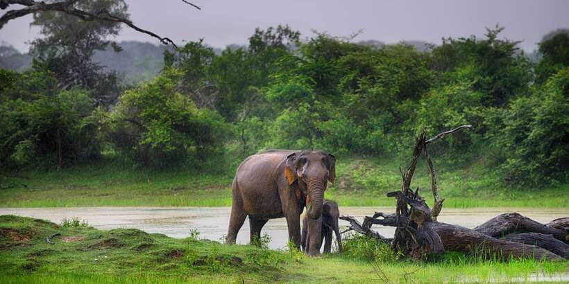 From Ella: Yala National Park Safari Tour in a 4x4 - Is $49 a fair price?