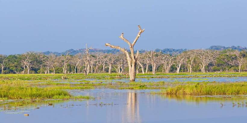 From Ella: Yala National Park Safari Tour in a 4x4 - Who will enjoy this safari most?