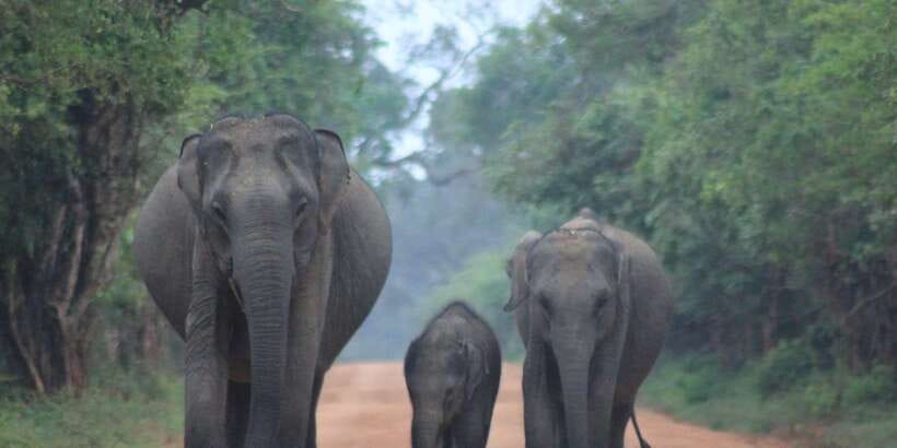 From: Ella - YALA Safari - Drop off: Arugam Bay / Arugambay - Key points to know before booking