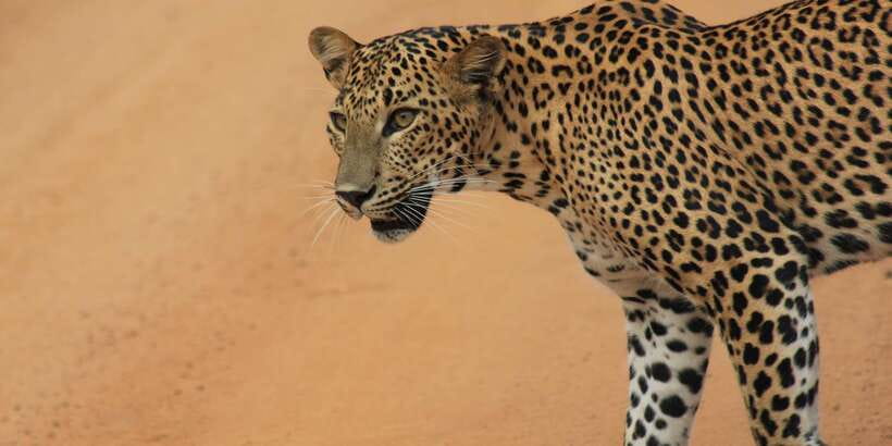 From: Ella - YALA Safari - Drop off: Arugam Bay / Arugambay - Why this Ella to Yala route makes sense