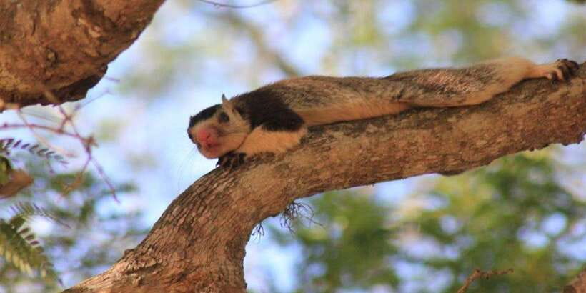 From: Ella - YALA Safari - Drop off: Arugam Bay / Arugambay - First game drive: entering Yala at 6 a.m.