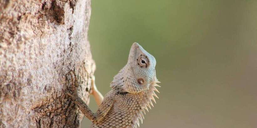 From: Ella - YALA Safari - Drop off: Arugam Bay / Arugambay - Patanangala Beach: a useful pause, not a beach day