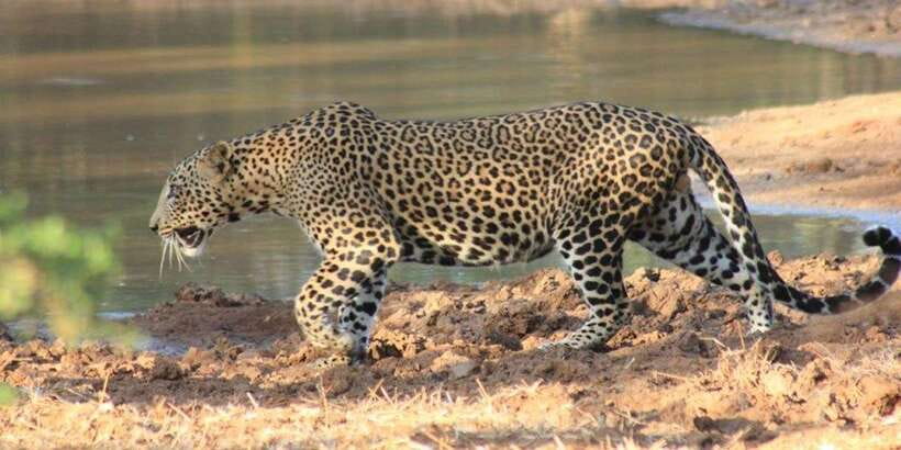 From: Ella - YALA Safari - Drop off: Arugam Bay / Arugambay - The 3 a.m. pickup from Ella