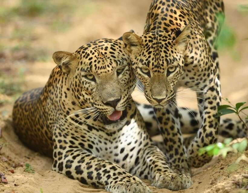 From Ella: Yala Safari Tour with Drop at Tangalle/Hiriketiya - Leopards, elephants, deer, and the luck factor