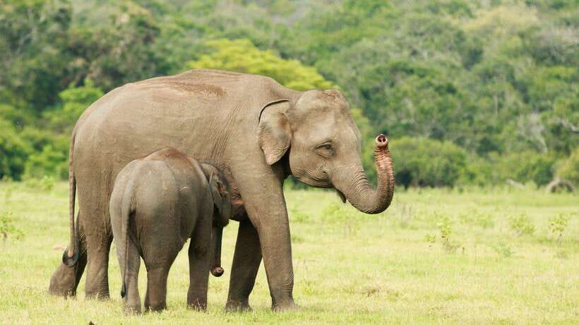 From Ella: Yala Safari Tour with Drop at Tangalle/Hiriketiya - What the four-hour safari really gives you