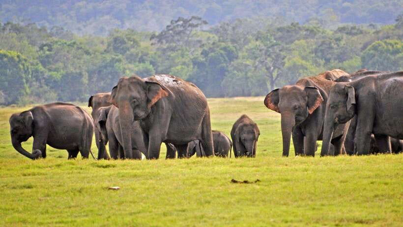 From Ella: Yala Safari Tour with Drop at Tangalle/Hiriketiya - Timing problems and the Tangalle or Hiriketiya drop-off