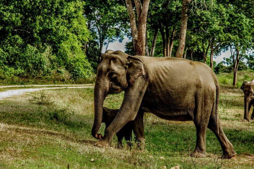 From Ella: Yala Safari Tour with Drop at Tangalle/Hiriketiya - Comfort, communication, and guide quality