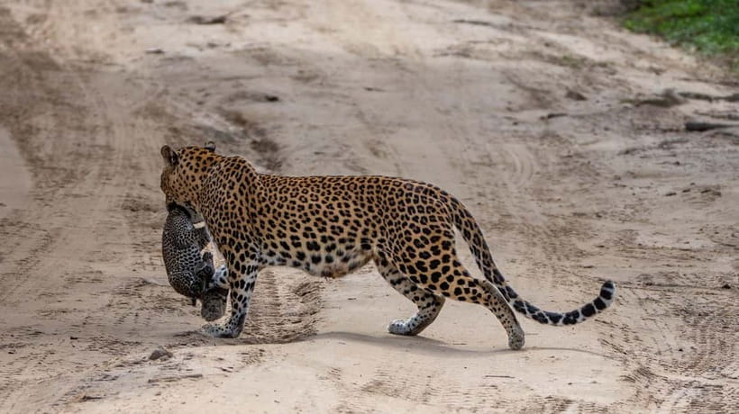 From Ella: Yala Safari & Transfer to Tangalle/Mirissa/Galle - Is the $29 price good value?