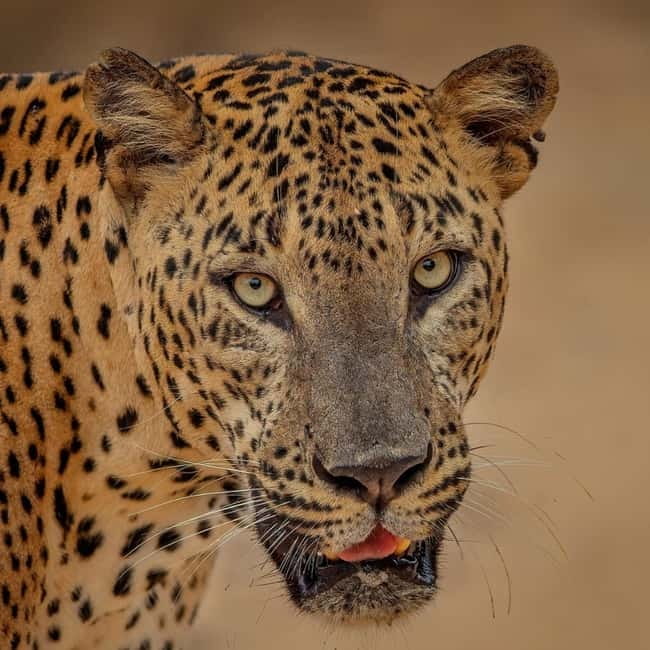 From Ella: Yala Safari & Transfer to Tangalle/Mirissa/Galle - Why this Ella to Yala trip makes sense