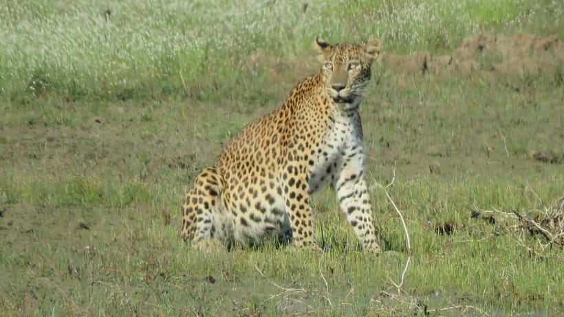 From Ella: Yala Safari & Transfer to Tangalle/Mirissa/Galle - The transfer after Yala