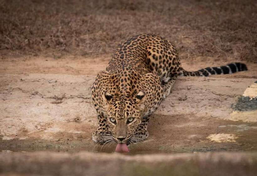 From Ella: Yala Safari with Tangalle/Mirissa/Galle Drop-off - Key points before you book