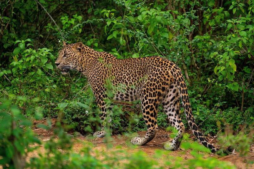 From Ella: Yala Safari with Tangalle/Mirissa/Galle Drop-off - Why this route makes sense from Ella