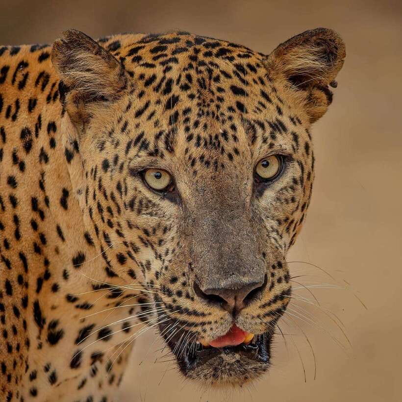 From Ella: Yala Safari with Tangalle/Mirissa/Galle Drop-off - Entering Yala National Park