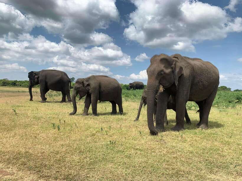 From Ella: Yala Safari with Tangalle/Mirissa/Galle Drop-off - The guide can make or break the safari
