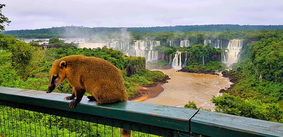 From Foz do Iguazu: Brazil Iguazu Falls & Macuco Safari Boat - The 3-kilometer electric ride through the Atlantic Forest