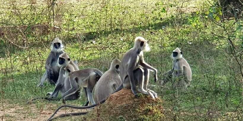 From Galle/Hikkaduwa/Mirissa Trip to Udawalawe Safari Tour - Key points to know before you book