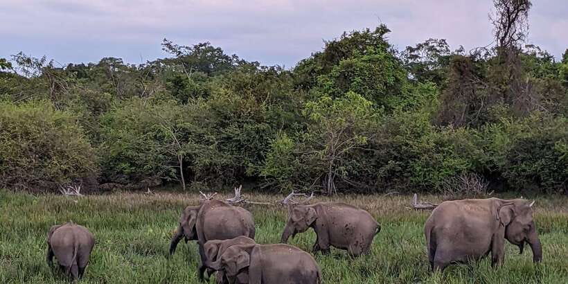 From Galle/Hikkaduwa/Mirissa Trip to Udawalawe Safari Tour - Why guide quality matters more than jeep comfort