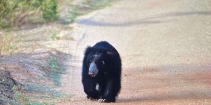 From Galle/Hikkaduwa/Mirissa Trip to Udawalawe Safari Tour - Who will enjoy this day most