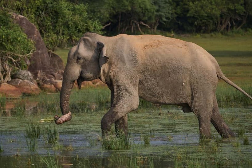 From Galle/ Mirissa/ Tangalle : Udawalawa Safari & Drop Ella - From the south coast to Udawalawe