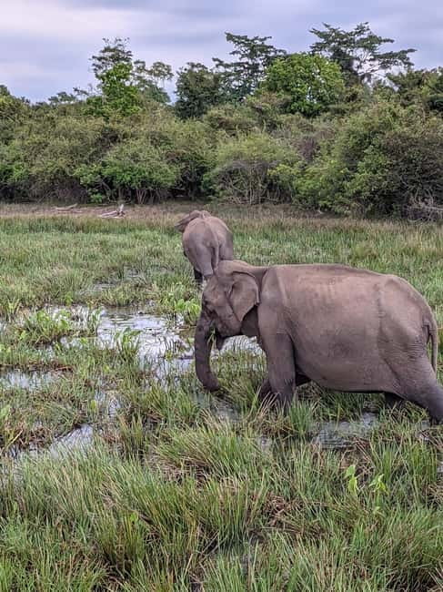 From Galle/ Mirissa/ Tangalle : Udawalawa Safari & Drop Ella - Comfort, vehicles, and the long-day reality