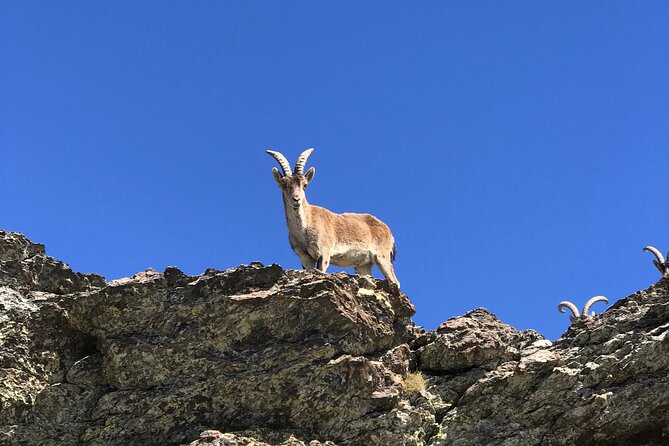 From Granada: Sierra Nevada Safari tour up to 2500 meters high - Lunch, free time, and the one weak spot