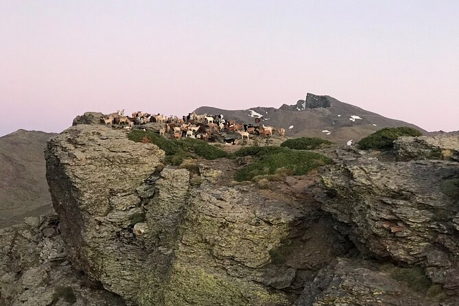 From Granada: Sierra Nevada Safari tour up to 2500 meters high - Short walks with big views
