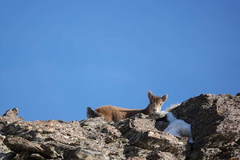 From Granada: Sierra Nevada Safari up to 2500 meters high - Guides who make the difference