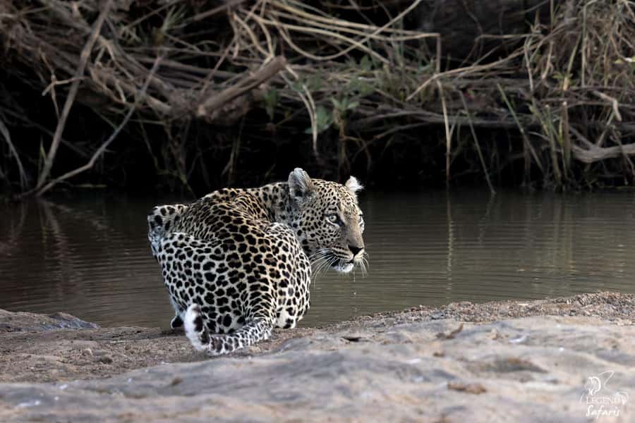 From Hazyview: Kruger National Park Full-Day Safari - What makes this Kruger day trip worth considering