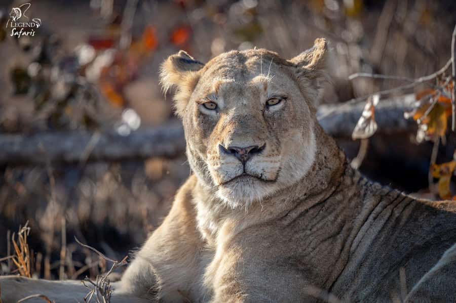 From Hazyview: Kruger National Park Morning Half-Day Safari - Booking details that matter