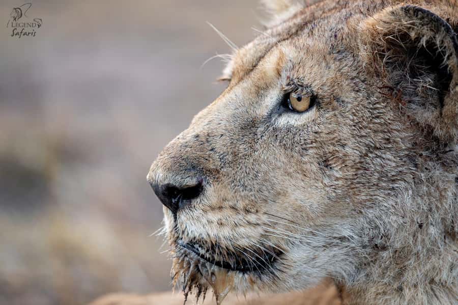 From Hazyview: Kruger National Park Morning Half-Day Safari - The drive to Phabeni Gate