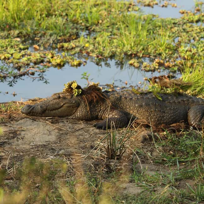 From Hikkaduwa/Mirissa/Galle/Tangalle - Yala Leopard Safari - Key points to know before booking