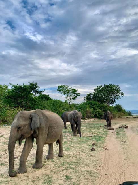 From Hikkaduwa/Mirissa/Galle/Tangalle - Yala Leopard Safari - The two-hour road trip to Yala