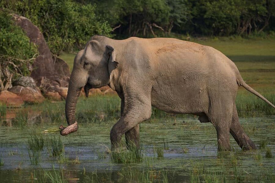From Hikkaduwa/Mirissa/Galle/Tangalle - Yala Leopard Safari - The scenery between wildlife sightings