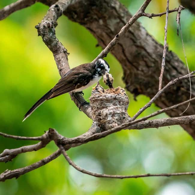 From Hikkaduwa/Mirissa/Galle/Tangalle - Yala Leopard Safari - The real cost: $41 plus the park ticket