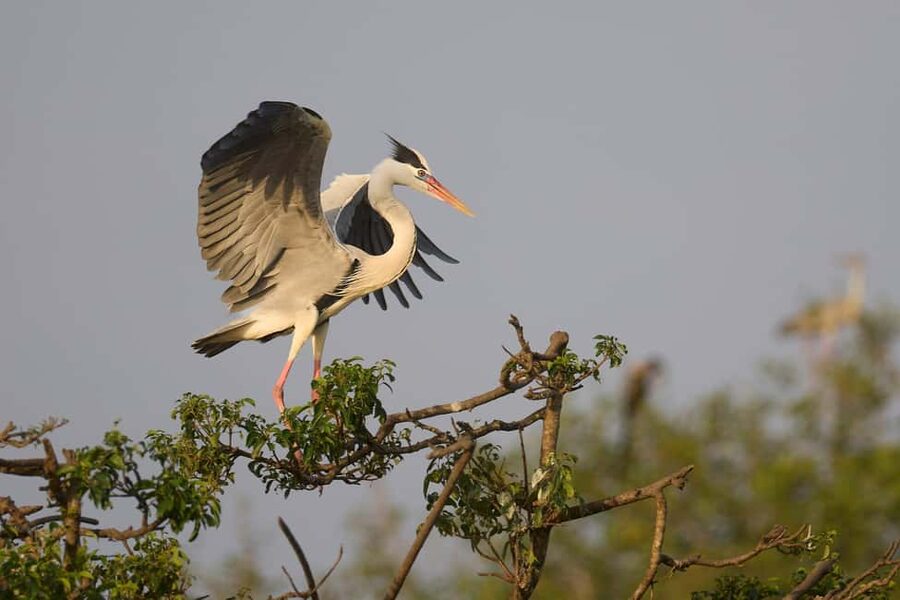 From Hikkaduwa/Mirissa/Galle/Tangalle - Yala Leopard Safari - Who will get the most from this safari?