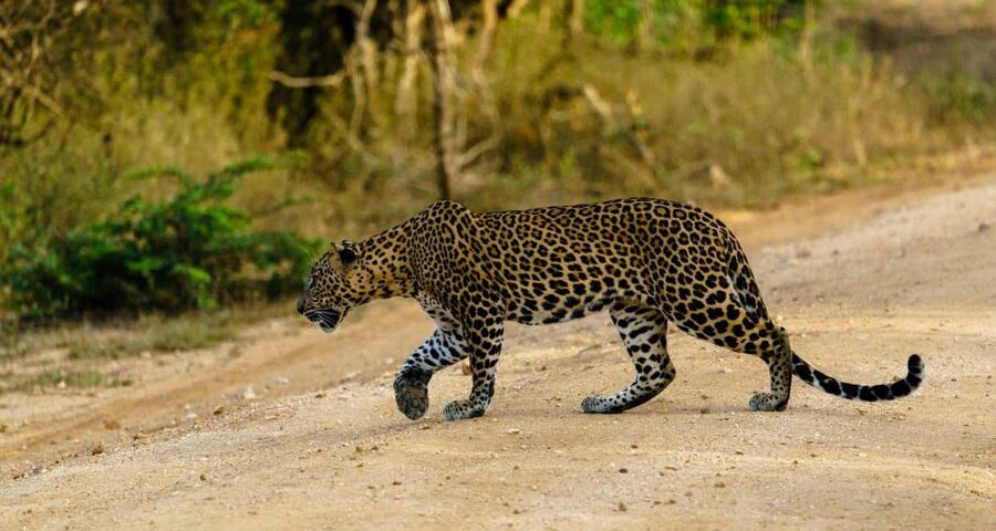 From Hikkaduwa/Mirissa/Galle/Tangalle - Yala Leopard Safari - Four hours inside Yala National Park