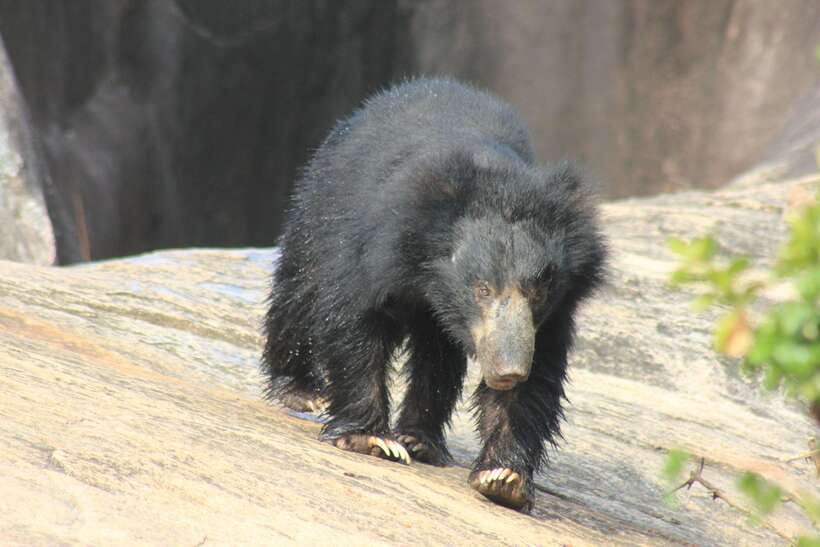 From: Hiriketiya/ Tangalle - YALA Safari Tour - Quick reasons to consider this Yala safari