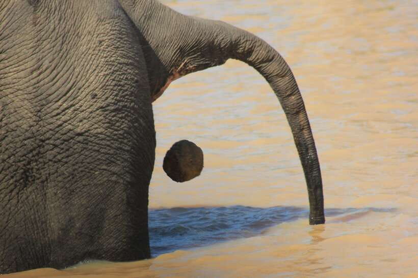 From: Hiriketiya/ Tangalle - YALA Safari Tour - Small-group service, with a few limits