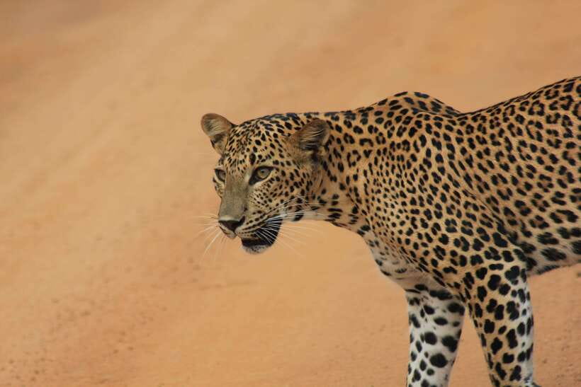 From: Hiriketiya/ Tangalle - YALA Safari Tour - Why Yala works as a day trip from the south coast