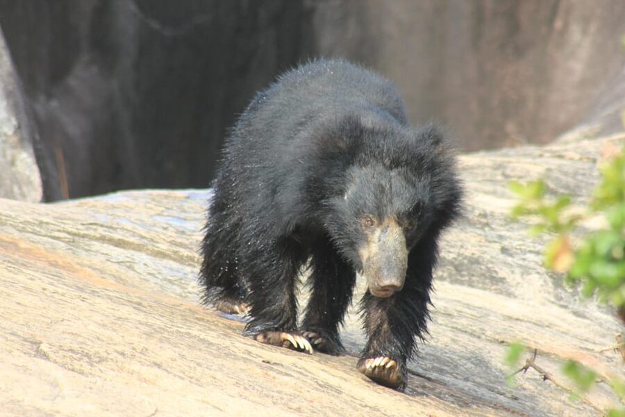 From: Hiriketiya/ Tangalle - YALA Safari Tour - Three hours inside Yala National Park