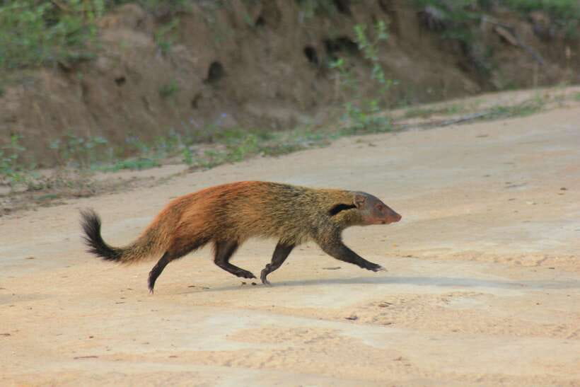 From: Hiriketiya/ Tangalle - YALA Safari Tour - Leopard sightings and the problem of crowded roads